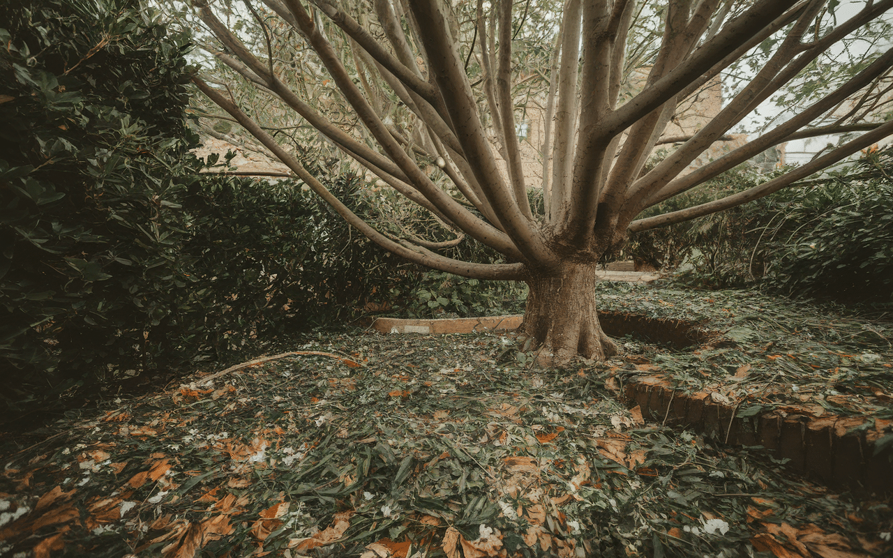 Racines albizia endommageant le jardin